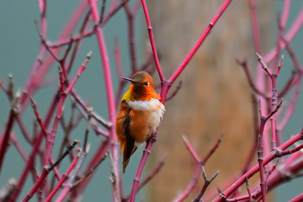 Rufous Hummingbird Rufous Hummingbird